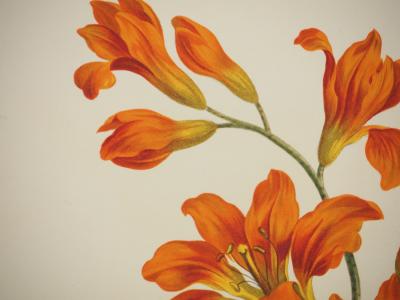 John EDWARDS : Fleurs et Bouquets, les lys rouges , Lithographie signée 2