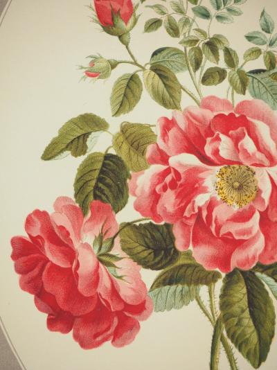 John EDWARDS : Fleurs et Bouquets, La rose de Ronsard, Lithographie signée 2