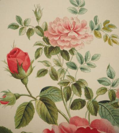 John EDWARDS : Fleurs et Bouquets, La rose de Ronsard, Lithographie signée 2