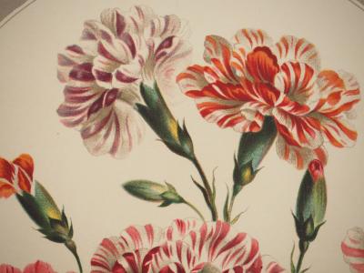 John EDWARDS : Fleurs et Bouquets, Les œillets du fleuriste, Lithographie signée 2