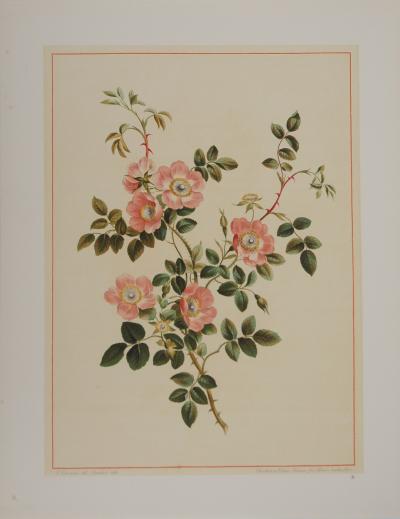 John EDWARDS : Fleurs et Bouquets, Les fleurs d'églantier, Lithographie signée 2