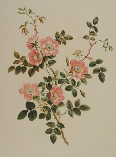 John EDWARDS : Fleurs et Bouquets, Les fleurs d'églantier, Lithographie signée 2