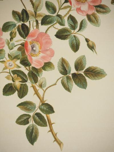 John EDWARDS : Fleurs et Bouquets, Les fleurs d'églantier, Lithographie signée 2