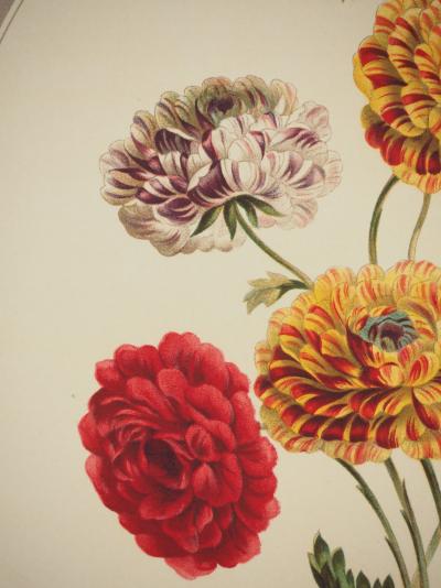 John EDWARDS : Fleurs et Bouquets, Les Renoncules asiatiques, Lithographie signée 2