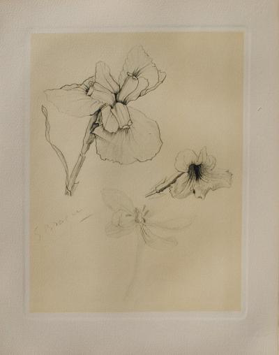 Georges BRAQUE : L'Iris, Héliogravure, 1950 2