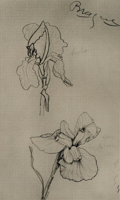 Georges BRAQUE : Les Iris, Héliogravure, 1950 2