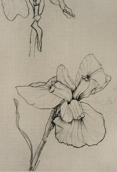 Georges BRAQUE : Les Iris, Héliogravure, 1950 2