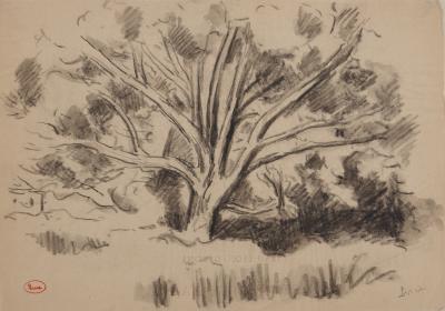 Maximilien LUCE : Etude d'arbre, Dessin original signé 2