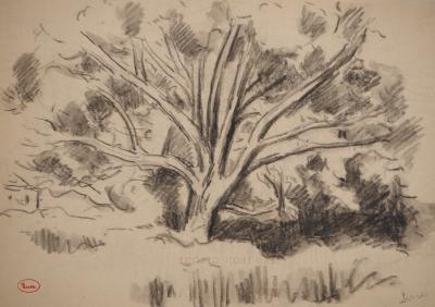 Maximilien LUCE : Etude d'arbre, Dessin original signé 2