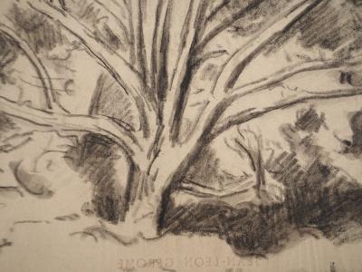 Maximilien LUCE : Etude d'arbre, Dessin original signé 2