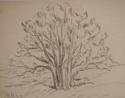 Maximilien LUCE : Grand noyer, Dessin original signé 2