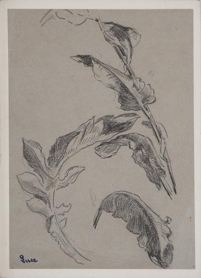 Maximilien LUCE : Etude de feuilles, Dessin original signé 2