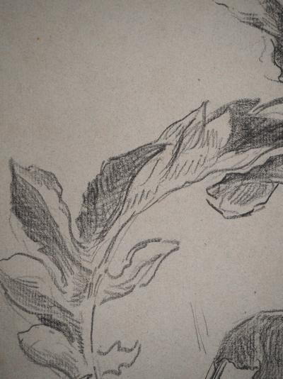 Maximilien LUCE : Etude de feuilles, Dessin original signé 2