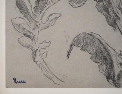 Maximilien LUCE : Etude de feuilles, Dessin original signé 2