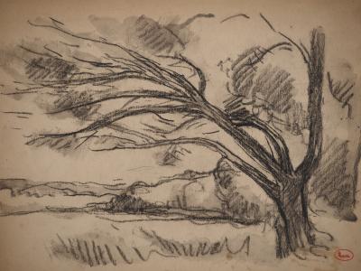 Maximilien LUCE : Vieux saule au bord du lac, Dessin original signé 2