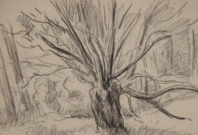 Maximilien LUCE : Vieil arbre aux branches sinueuses, Dessin original signé 2