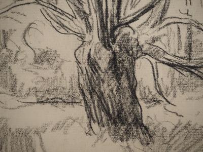 Maximilien LUCE : Vieil arbre aux branches sinueuses, Dessin original signé 2