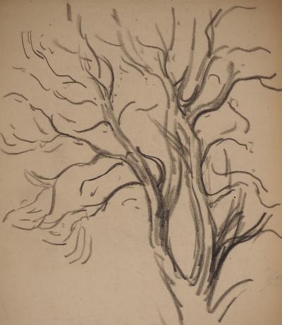 Maximilien LUCE : Etude de branches, Dessin original signé 2