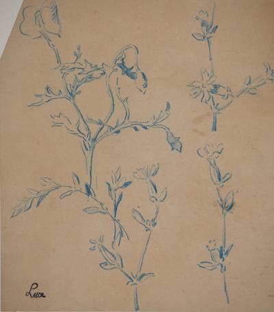 Maximilien LUCE : Etude de fleurs des champs, Dessin original signé 2