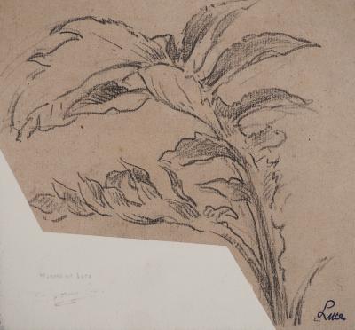 Maximilien LUCE : Dessin d'observation botanique, Dessin original signé 2