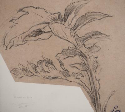 Maximilien LUCE : Dessin d'observation botanique, Dessin original signé 2