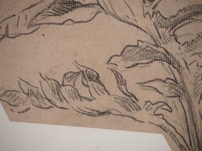 Maximilien LUCE : Dessin d'observation botanique, Dessin original signé 2