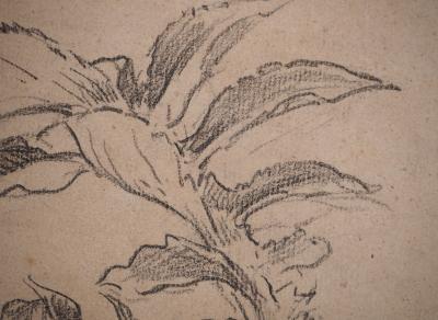 Maximilien LUCE : Dessin d'observation botanique, Dessin original signé 2