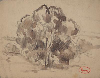 Maximilien LUCE : Le vieux pommier, Dessin original signé 2