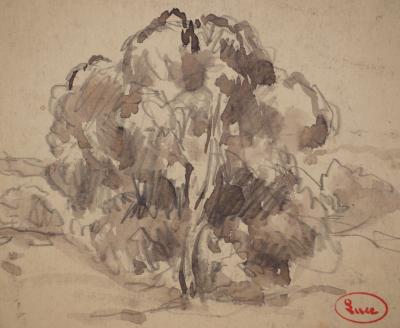 Maximilien LUCE : Le vieux pommier, Dessin original signé 2
