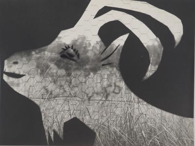 Pablo PICASSO: Daytime, The Goat at the Fence, Original Phototype 2