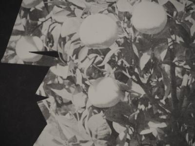 Pablo PICASSO : Diurnes, Jacqueline aux fruits, Phototypie originale 2