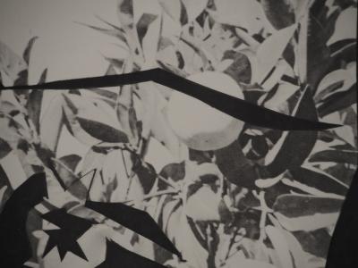 Pablo PICASSO : Diurnes, Jacqueline aux fruits, Phototypie originale 2