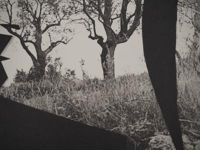 Pablo PICASSO : Diurnes, Jacqueline aux arbres, Phototypie originale 2