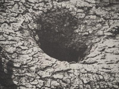 Pablo Picasso: Diurnals, The Deepest Silence, Original Phototype 2