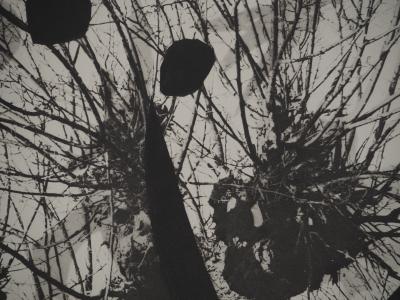 Pablo PICASSO : Diurnes, Le corrigan effeuillé, Phototypie originale 2