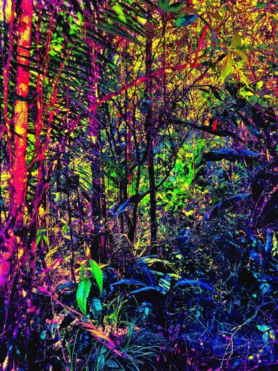 Pellarose - Amazonia - Digigraphie originale signée 2