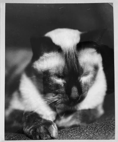 RENÉ-JACQUES - Kodak (le chat du photographe), 1935 - Tirage argentique 2