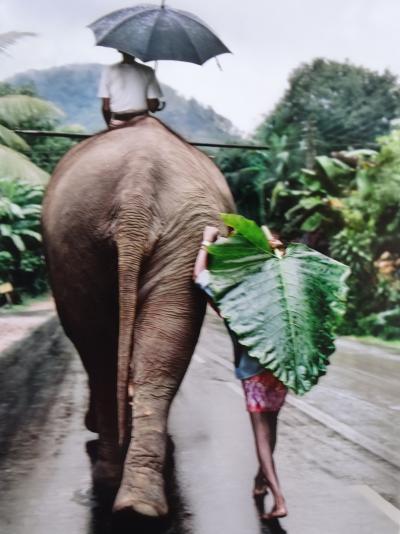 Steve McCurry - Elephant 1995- Signed 2