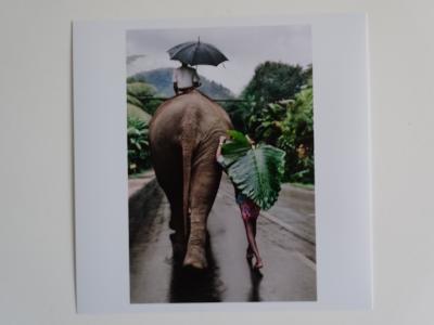 Steve McCurry - Elephant 1995- Signed 2