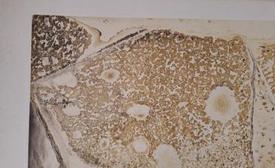 Salvador DALI -  Rhinocéros - Gravure originale signée au crayon et numérotée 2