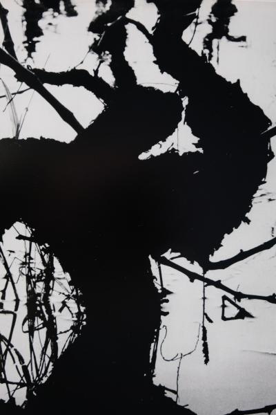 Lucien CLERGUE: Secret Camargue - Original signed heliogravure 2
