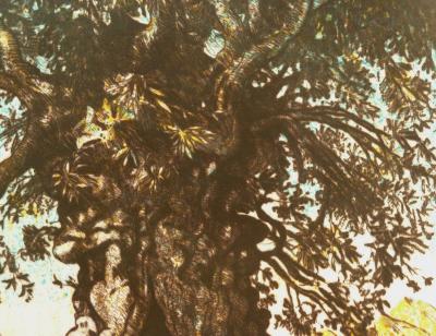 Gerard DIAZ: The Olive Tree - Original signed engraving 2