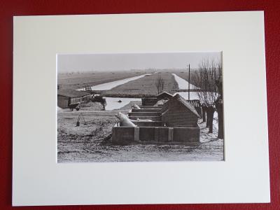 Henri Cartier-Bresson - Cochons - Photolithographie 2