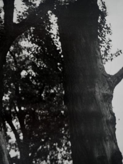Dora MAAR : Reconnexion avec la nature, Photographie originale 2