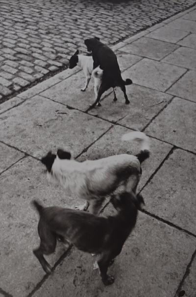 Henri Cartier-Bresson - Dogs- Photolithograph 2