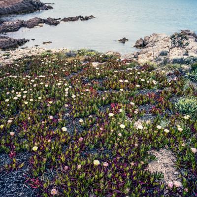 José Nicolas - Saint Tropez, the good land 2016 - Fine Art Print 2