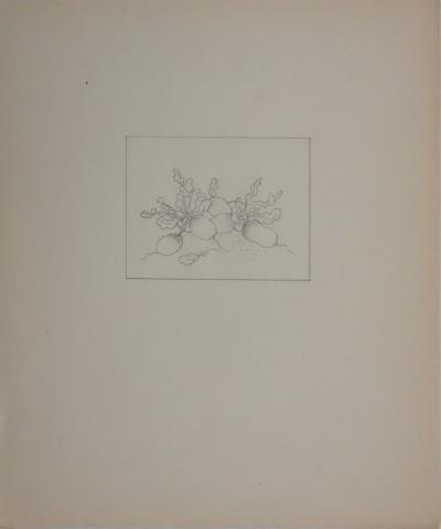 Jean-Emile LABOUREUR : Radis, Dessin original 2