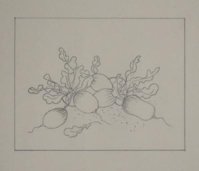 Jean-Emile LABOUREUR : Radis, Dessin original 2