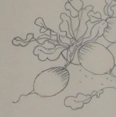 Jean-Emile LABOUREUR : Radis, Dessin original 2