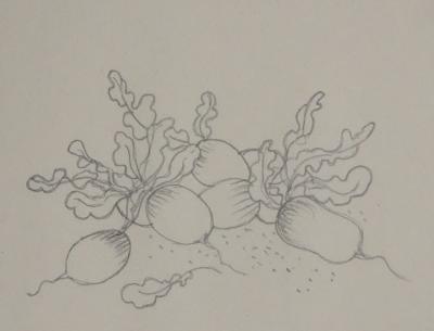 Jean-Emile LABOUREUR : Radis, Dessin original 2